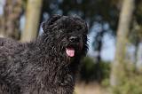 BOUVIER DES FLANDRES 314